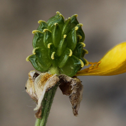 Knolliger Hahnenfuss / Ranunculus bulbosus