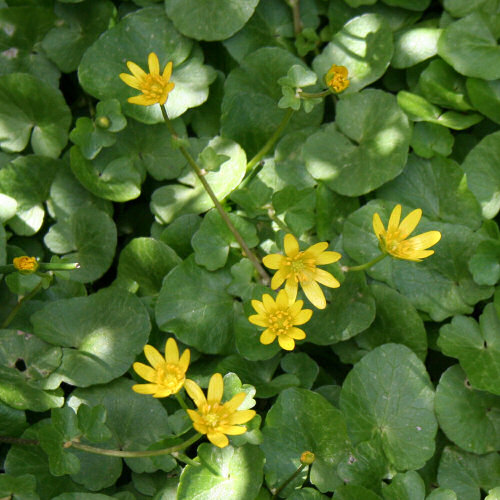 Scharbockskraut / Ranunculus ficaria