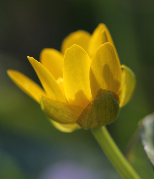 Scharbockskraut / Ranunculus ficaria