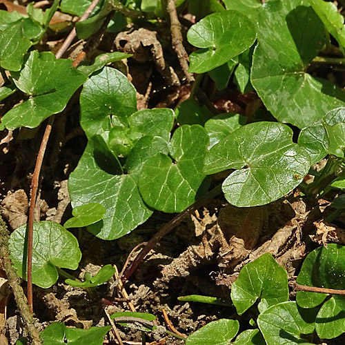 Scharbockskraut / Ranunculus ficaria