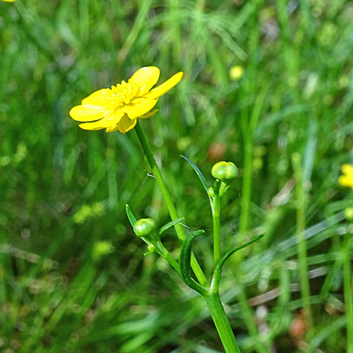 Kleiner Sumpf-Hahnenfuss / Ranunculus flammula