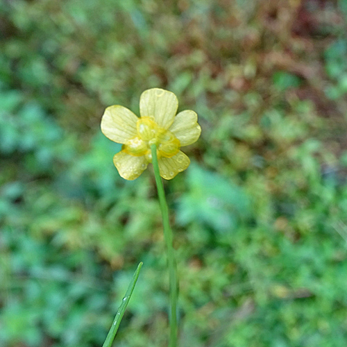 Kleiner Sumpf-Hahnenfuss / Ranunculus flammula