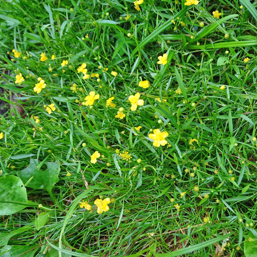 Kleiner Sumpf-Hahnenfuss / Ranunculus flammula