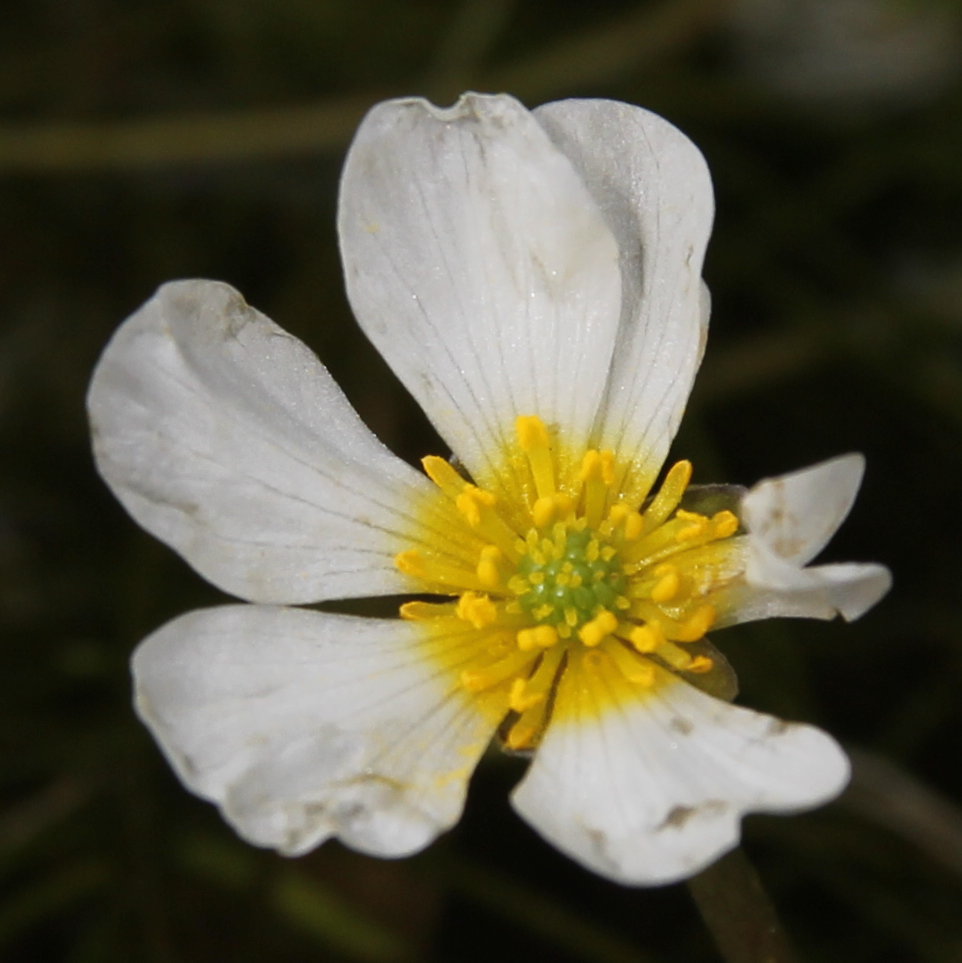 Flutender Wasserhahnenfuss / Ranunculus fluitans