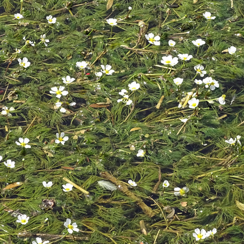 Flutender Wasserhahnenfuss / Ranunculus fluitans