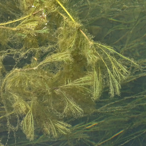 Flutender Wasserhahnenfuss / Ranunculus fluitans