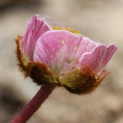 Gletscher-Hahnenfuss / Ranunculus glacialis