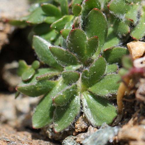 Gletscher-Hahnenfuss / Ranunculus glacialis