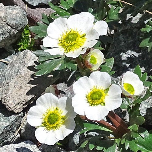 Gletscher-Hahnenfuss / Ranunculus glacialis