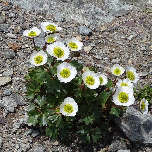 Gletscher-Hahnenfuss / Ranunculus glacialis