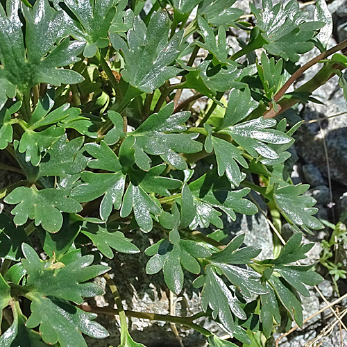 Gletscher-Hahnenfuss / Ranunculus glacialis