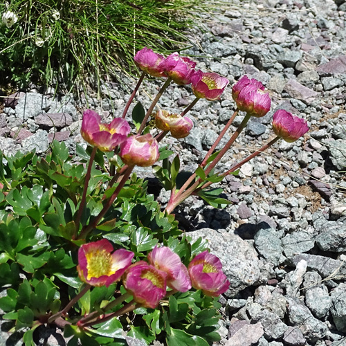 Gletscher-Hahnenfuss / Ranunculus glacialis