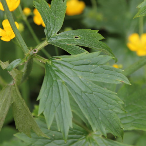 Wolliger Hahnenfuss / Ranunculus lanuginosus