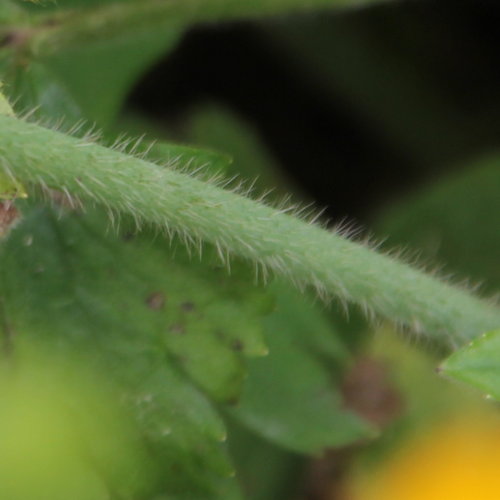 Wolliger Hahnenfuss / Ranunculus lanuginosus