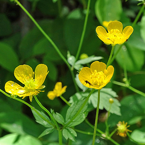 Wolliger Hahnenfuss / Ranunculus lanuginosus