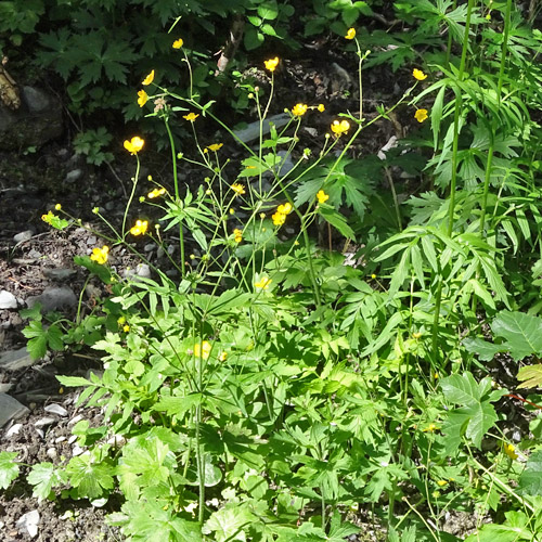 Wolliger Hahnenfuss / Ranunculus lanuginosus