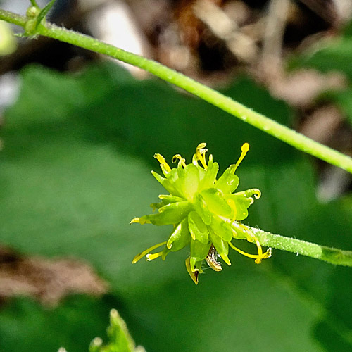 Wolliger Hahnenfuss / Ranunculus lanuginosus