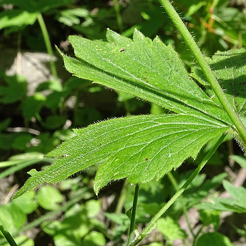 Wolliger Hahnenfuss / Ranunculus lanuginosus