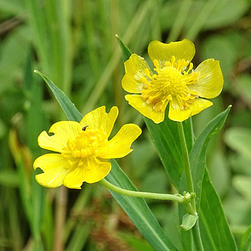 Grosser Sumpf-Hahnenfuss / Ranunculus lingua