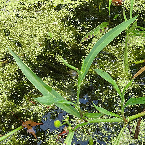 Grosser Sumpf-Hahnenfuss / Ranunculus lingua