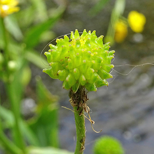 Grosser Sumpf-Hahnenfuss / Ranunculus lingua