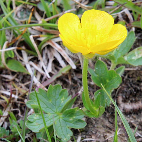 Berg-Hahnenfuss / Ranunculus montanus