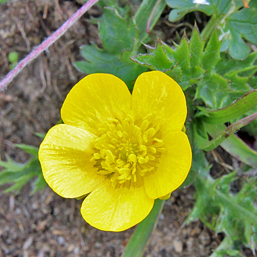 Berg-Hahnenfuss / Ranunculus montanus