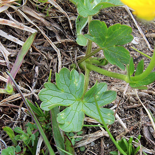 Berg-Hahnenfuss / Ranunculus montanus