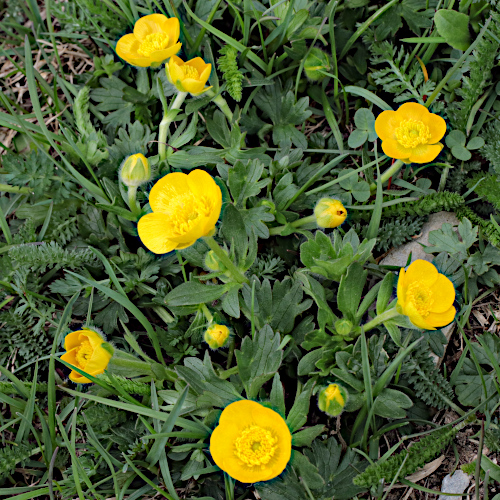 Berg-Hahnenfuss / Ranunculus montanus