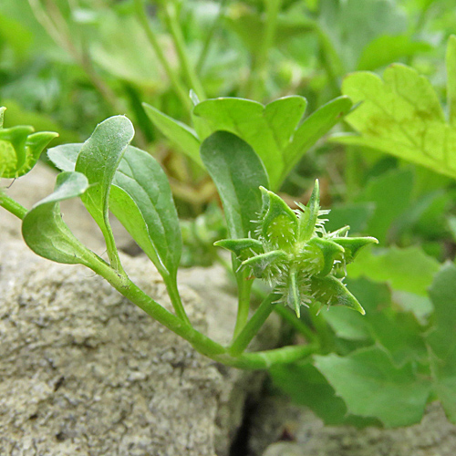 Stachelfrüchtiger Hahnenfuss / Ranunculus muricatus