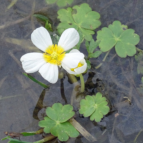 Schild-Wasserhahnenfuss / Ranunculus peltatus