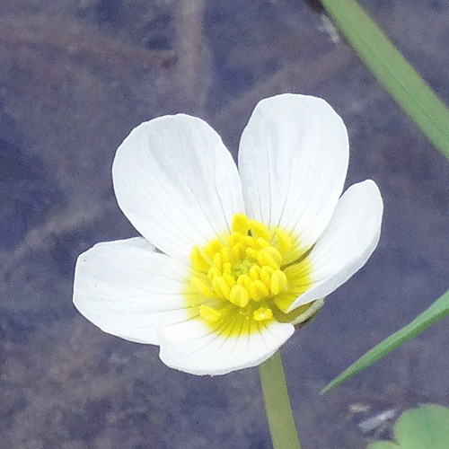 Schild-Wasserhahnenfuss / Ranunculus peltatus