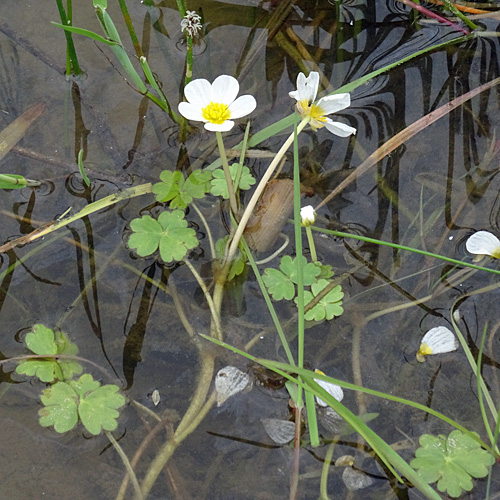 Schild-Wasserhahnenfuss / Ranunculus peltatus