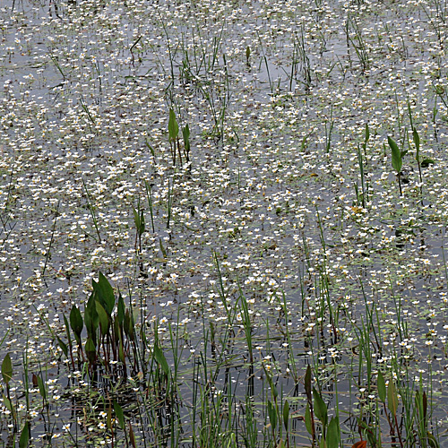 Schild-Wasserhahnenfuss / Ranunculus peltatus