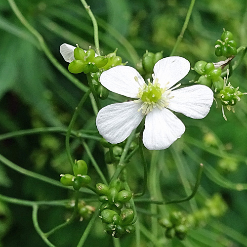 Platanenblättriger Hahnenfuss / Ranunculus platanifolius