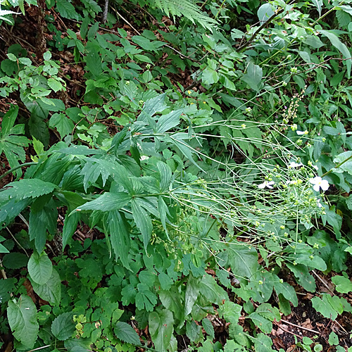 Platanenblättriger Hahnenfuss / Ranunculus platanifolius