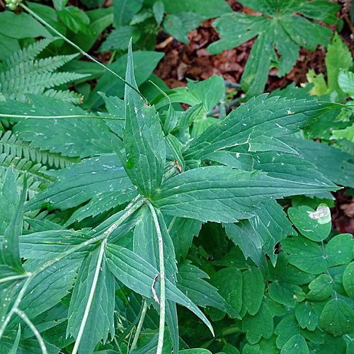 Platanenblättriger Hahnenfuss / Ranunculus platanifolius