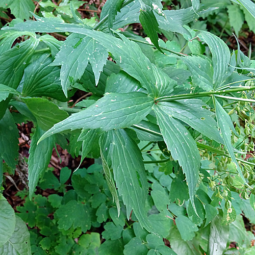 Platanenblättriger Hahnenfuss / Ranunculus platanifolius