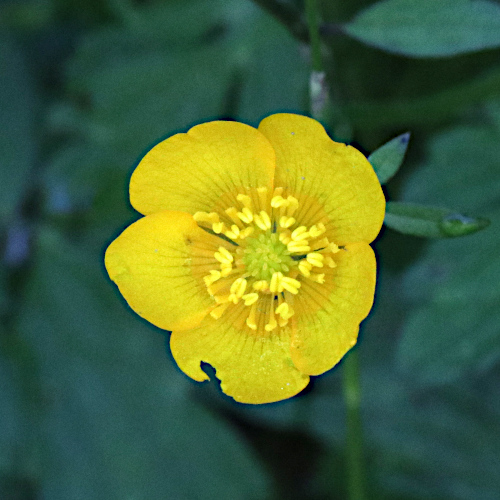 Kriechender Hahnenfuss / Ranunculus repens