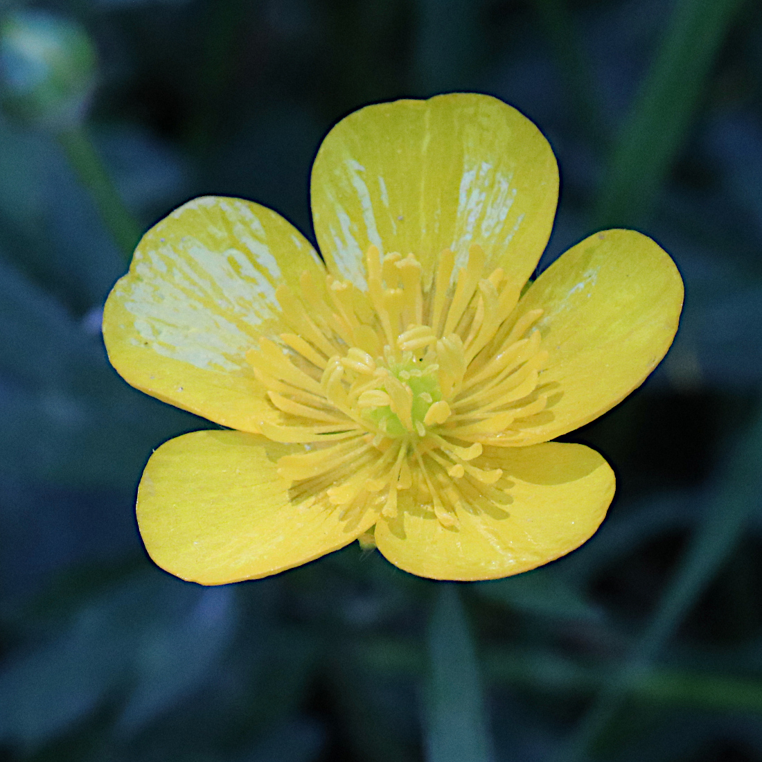 Kriechender Hahnenfuss / Ranunculus repens
