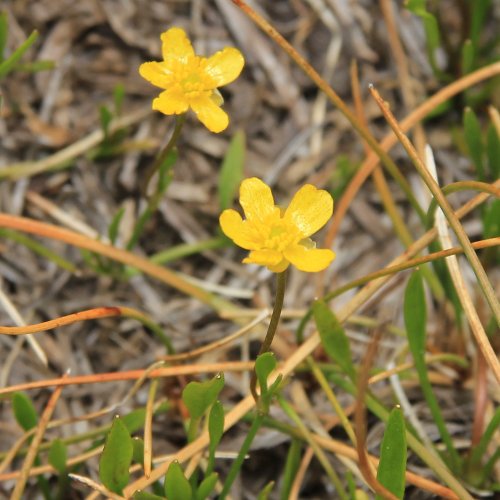 Wurzelnder Sumpf-Hahnenfuss / Ranunculus reptans