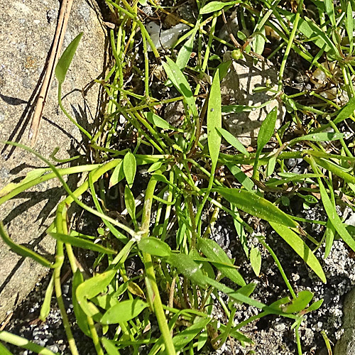 Wurzelnder Sumpf-Hahnenfuss / Ranunculus reptans