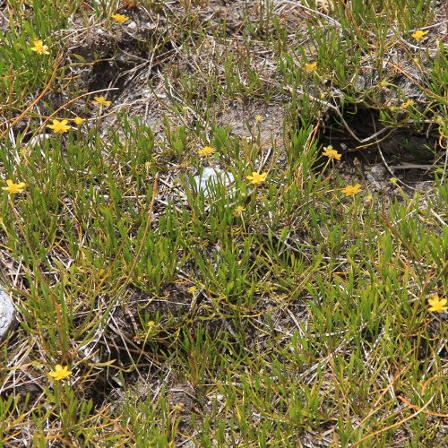 Wurzelnder Sumpf-Hahnenfuss / Ranunculus reptans