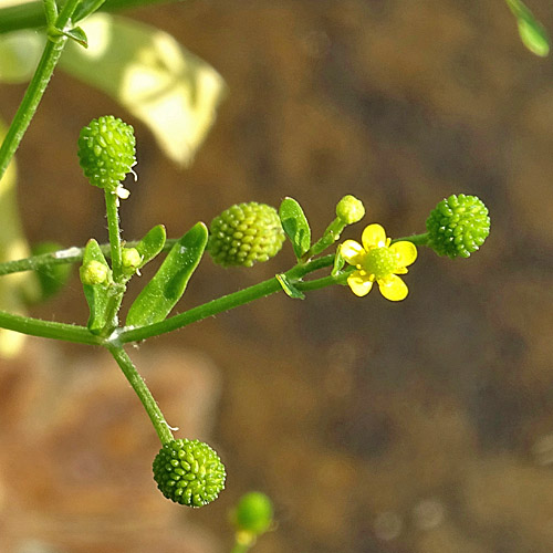 Gift-Hahnenfuss / Ranunculus sceleratus