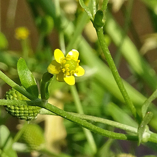 Gift-Hahnenfuss / Ranunculus sceleratus