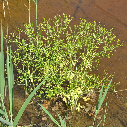 Gift-Hahnenfuss / Ranunculus sceleratus