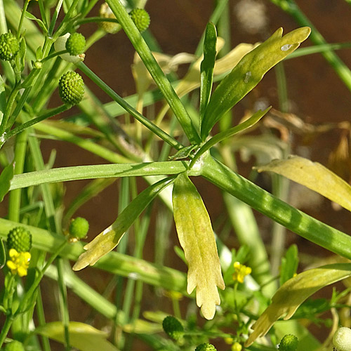 Gift-Hahnenfuss / Ranunculus sceleratus