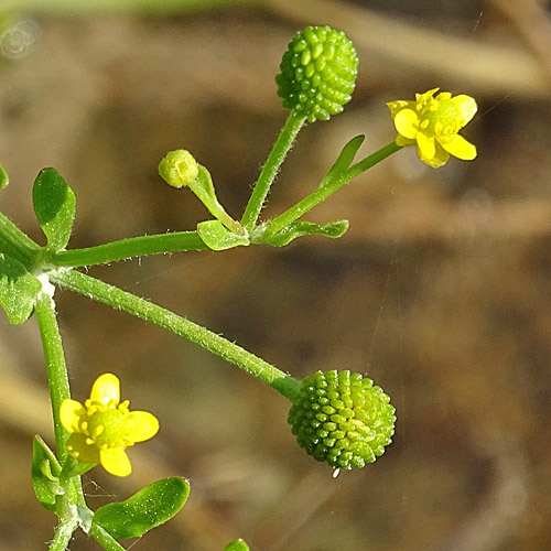 Gift-Hahnenfuss / Ranunculus sceleratus