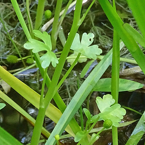 Gift-Hahnenfuss / Ranunculus sceleratus