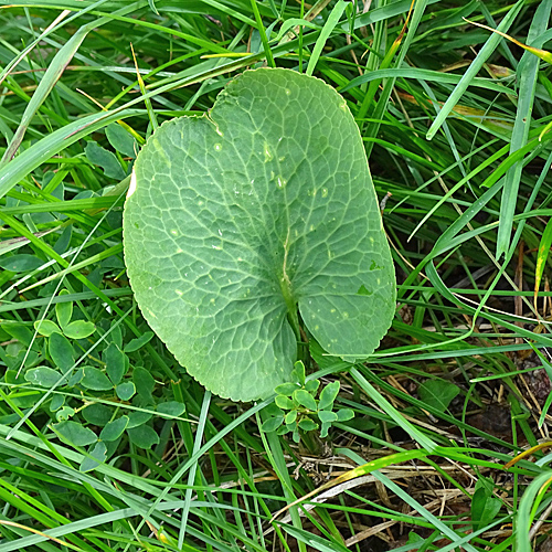 Schildblättriger Hahnenfuss / Ranunculus thora